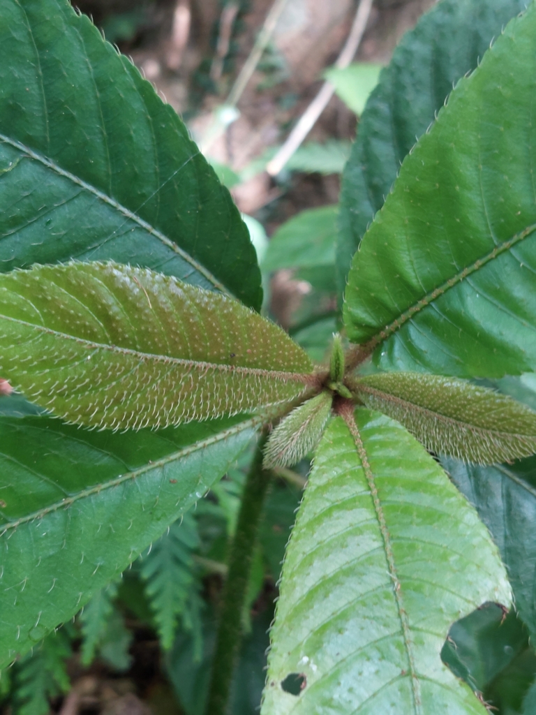 Saurauia tristyla oldhamii in May 2024 by 張名宗 · iNaturalist