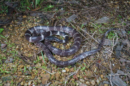 Formosa Wolf Snake