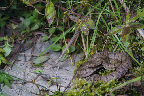 Mao-lan pitviper
