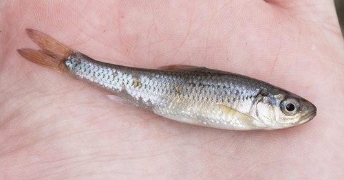 Striped Shiner