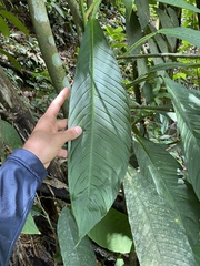 Philodendron rhodoaxis image