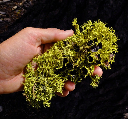 iNaturalist observation photo of Brown-eyed Wolf Lichen