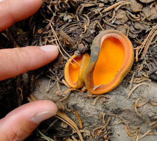 iNaturalist observation photo of Spring Orange Peel Fungus