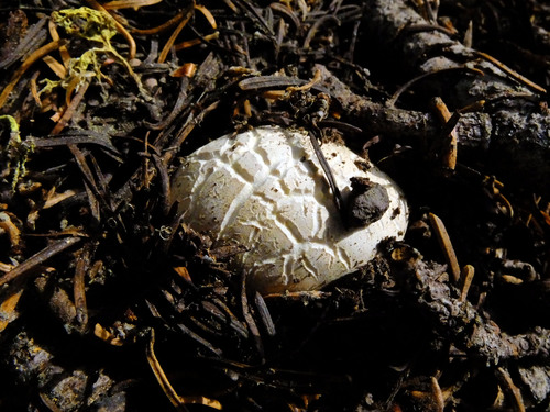 iNaturalist observation photo of Lycoperdon