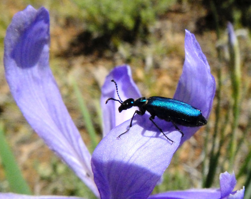 iNaturalist observation photo of Blister Beetles (Family Meloidae)