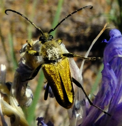 iNaturalist observation photo of Yellow Velvet Beetle