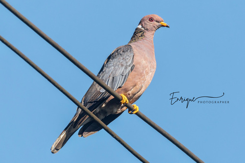 Band-tailed Pigeon