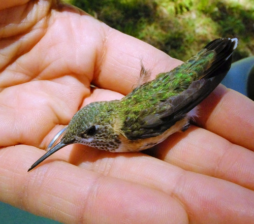 iNaturalist observation photo of Calliope Hummingbird