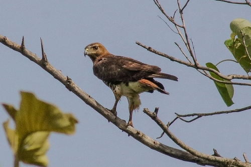 Red-necked Buzzard