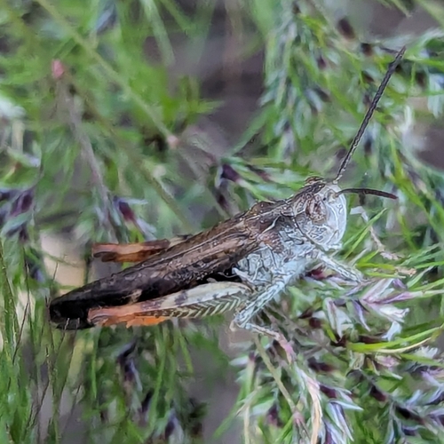 Bozdagh Grasshopper
