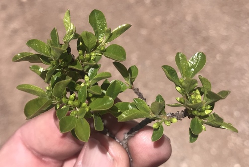 Smith's buckthorn (Rhamnus smithii)