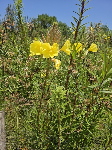 iNaturalist observation photo of tall evening primrose