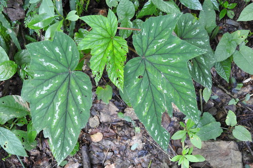 Begonia wollnyi · iNaturalist