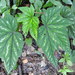 Begonia wollnyi - Photo 由 David Villalba Vargas 所上傳的 (c) David Villalba Vargas，保留所有權利