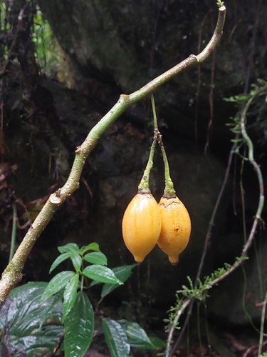 Solanum maternum