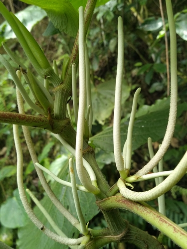 pariparoba