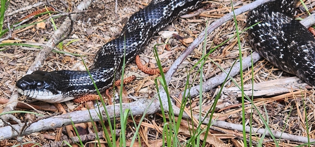 Eastern/Gray Ratsnake Complex from Lithia Springs, GA 30122, USA on May ...