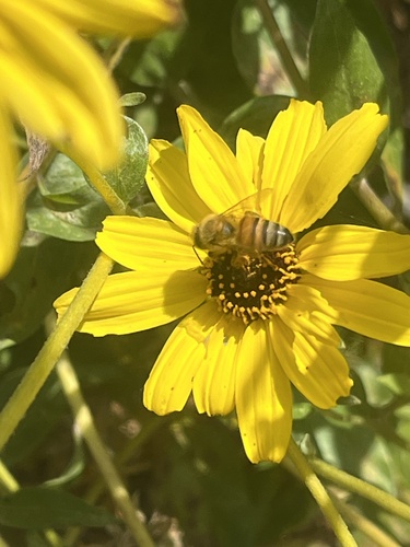 iNaturalist observation photo of California brittlebush