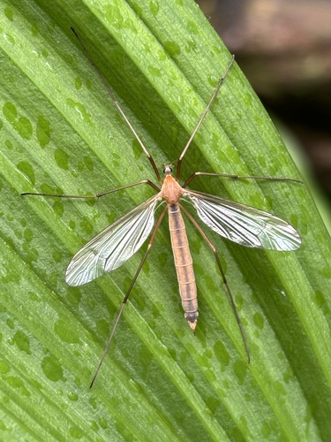 Subgenus Pentacyphona · iNaturalist