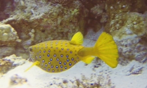 Yellow Boxfish — seen at this dive site