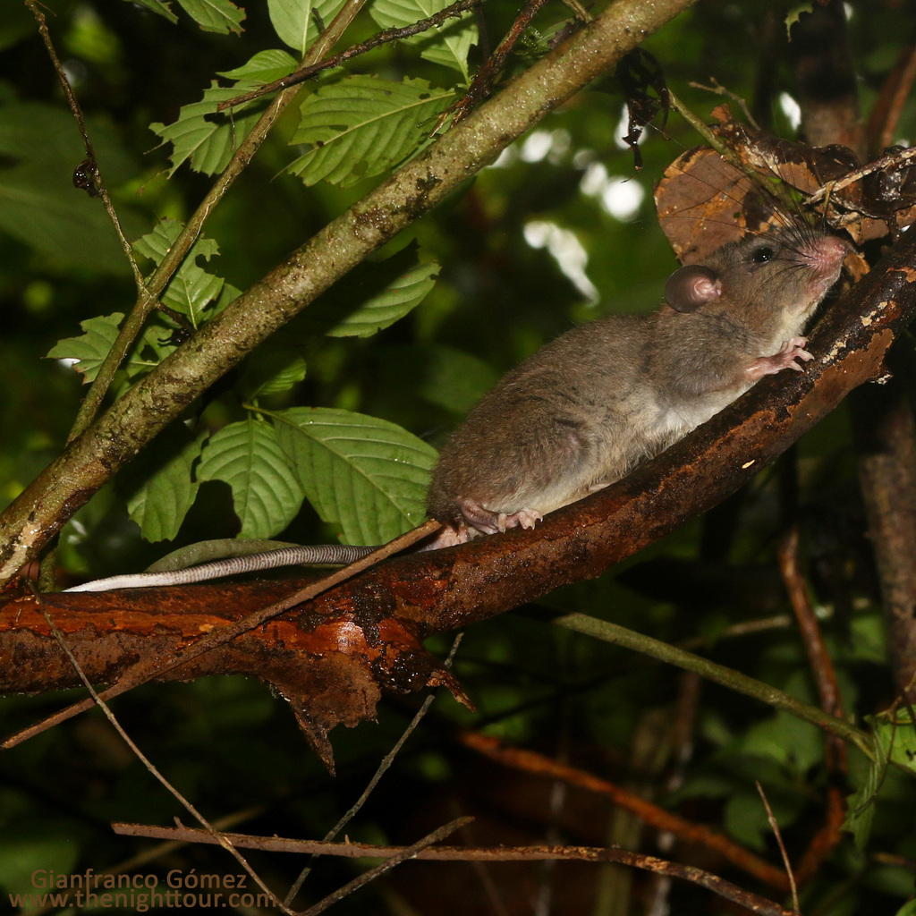 Watson's climbing rat