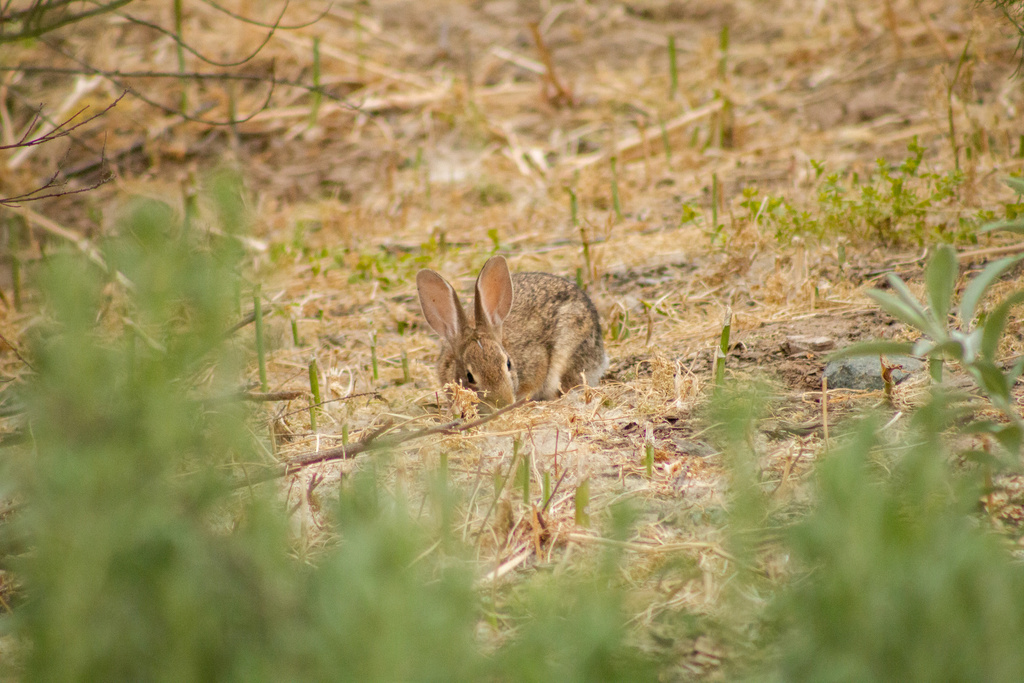 Desert Cottontail from Mission Trails Regional Park, San Diego, CA, US ...