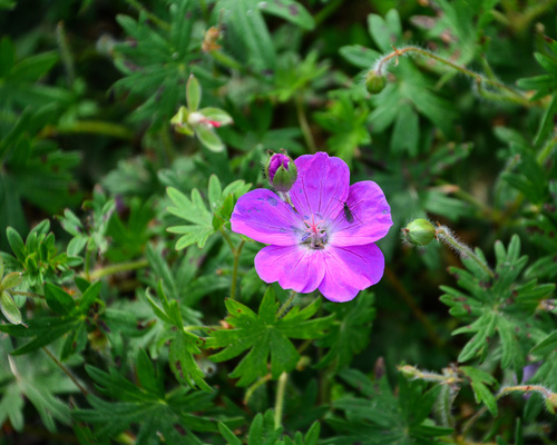 Bloody Crane's-Bill (Geranium sanguineum) · iNaturalist