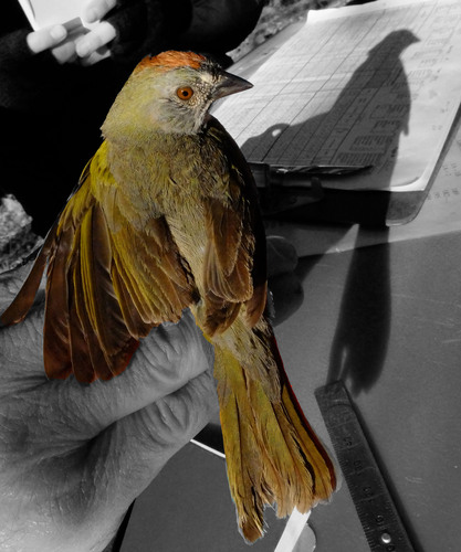 iNaturalist observation photo of Green-tailed Towhee