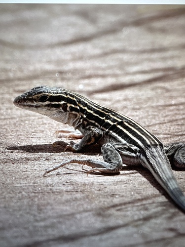 Plateau Striped Whiptail