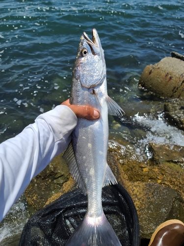 Shortfin Corvina