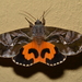 Common Fruit-piercing Moth - Photo (c) Dianne Clarke, some rights reserved (CC BY-NC), uploaded by Dianne Clarke