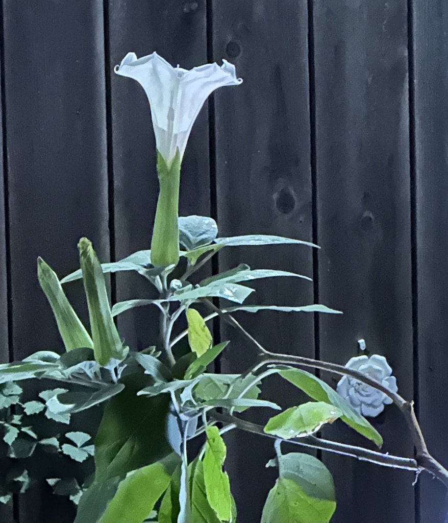 Sacred Datura from Kemp St, Austin, TX, US on May 9, 2024 at 0851 PM
