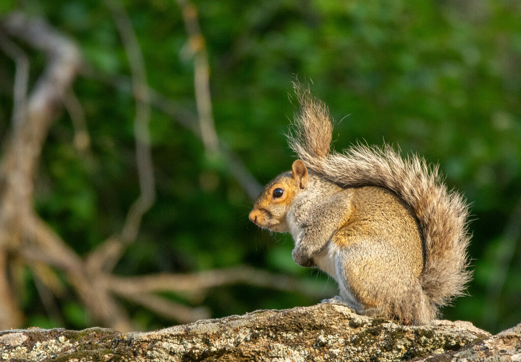 Eastern Gray Squirrel from Spokane Valley, WA, USA on May 9, 2024 at 06 ...