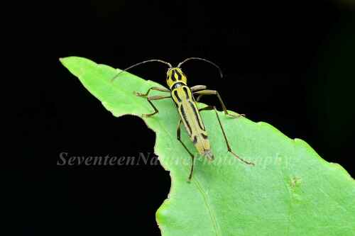 Rhaphuma unigena