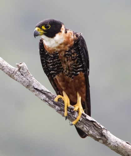 Falco deiroleucus Temminck, 1825