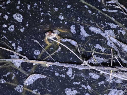 Dybowski's Frog