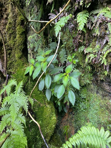 Cyrtandra kealiae ssp. kealiae