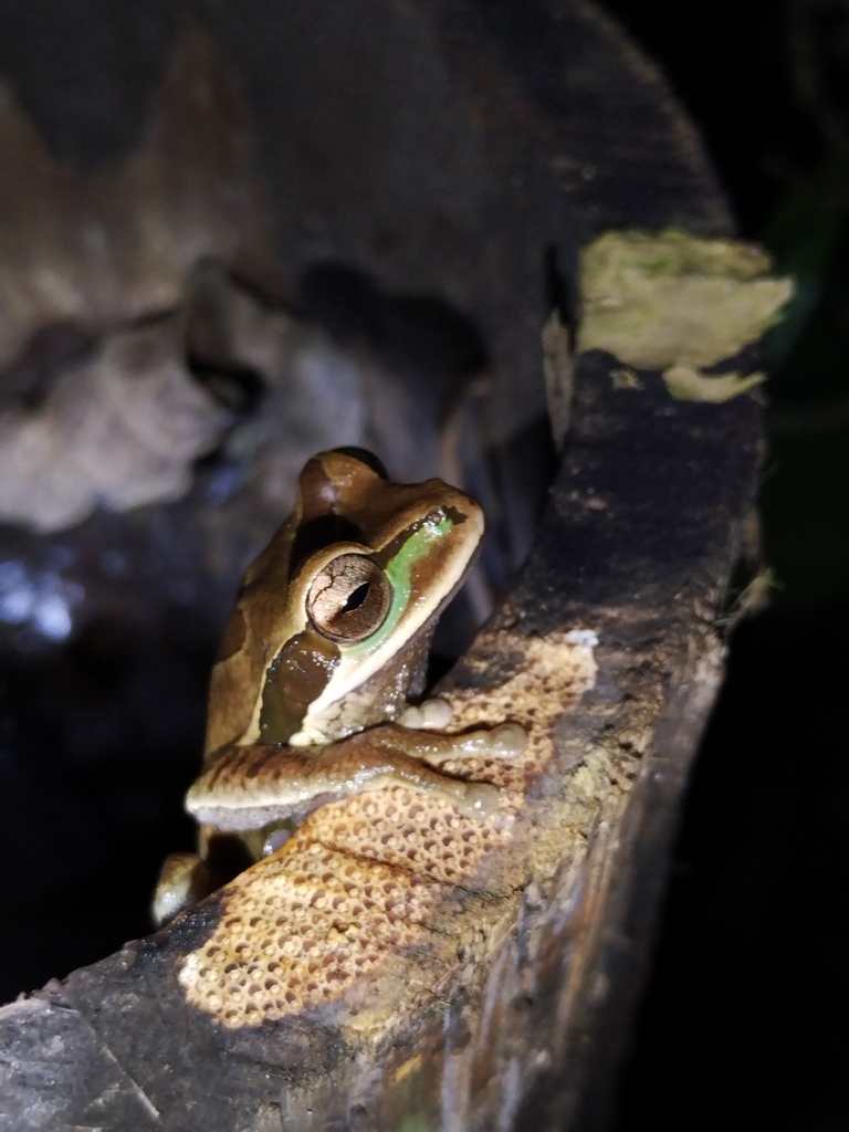 Masked Tree Frog from Centro Manú on May 9, 2024 at 07:03 PM by Jorge ...