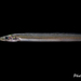 American Sand Lance - Photo (c) Hanyang Ye, all rights reserved, uploaded by Hanyang Ye