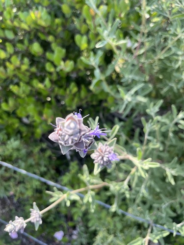 iNaturalist observation photo of purple sage