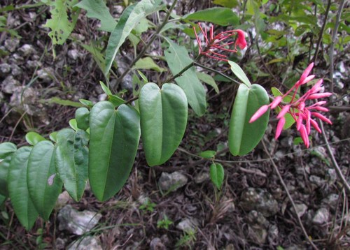 Bauhinia jenningsii
