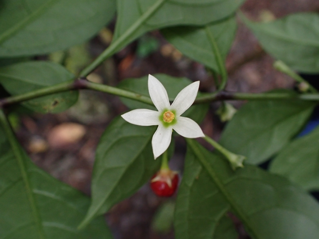 Lycianthes laevis (Lycianthes laevis)