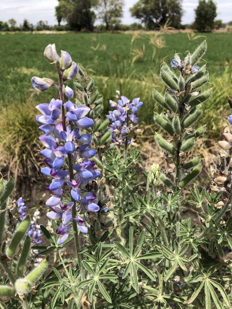 Mexican lupine