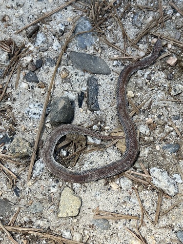iNaturalist observation photo of Common Sharp-tailed Snake