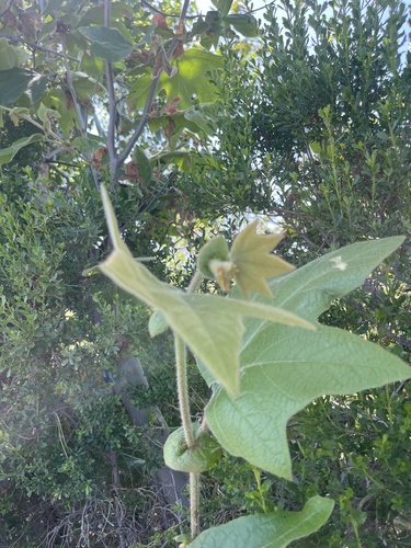 iNaturalist observation photo of western sycamore