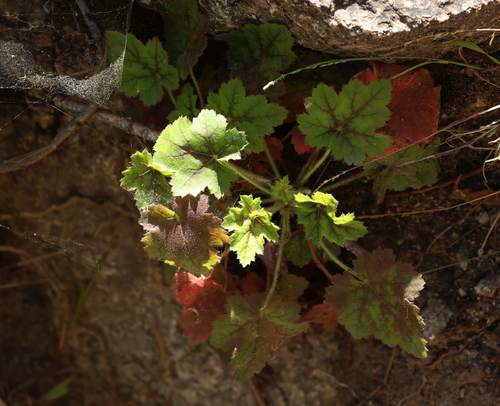 Mendocino Alumroot foliage