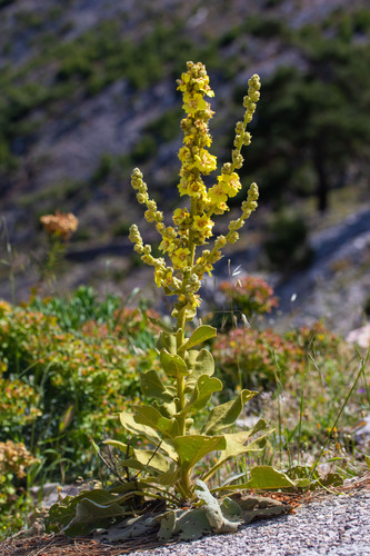 Clustered Mullein (Verbascum glomeratum)