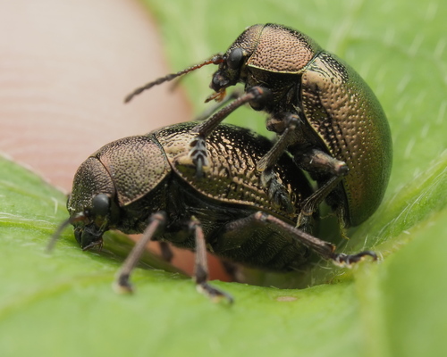 Colasposoma viridicoeruleum Motschulsky, 1860