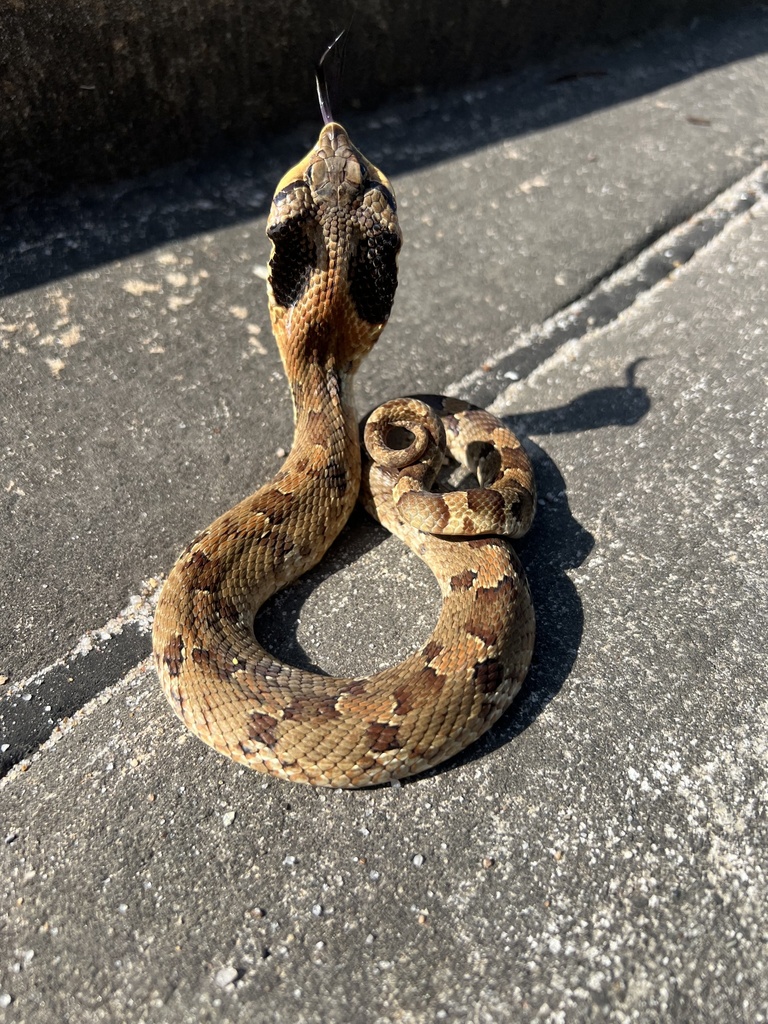 Eastern Hognose Snake from Riverbend Crossing Dr, Montgomery, TX, US on ...