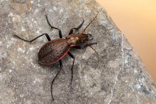 Carabus irregularis Fabricius, 1792